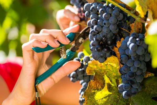 Grape Price in UK Falls Slightly to $2.1K per Ton, Fluctuating Moderately over 2022