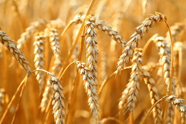 France's August 2023 Wheat Export Declines Slightly to $323M