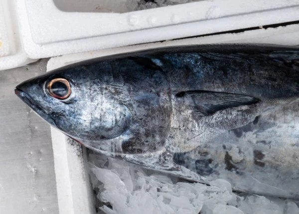 Best Import Markets for Frozen Skipjack Tuna