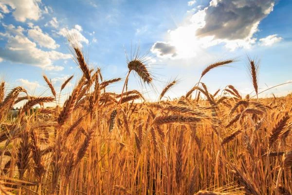 Which Country Produces the Most Barley in the World?