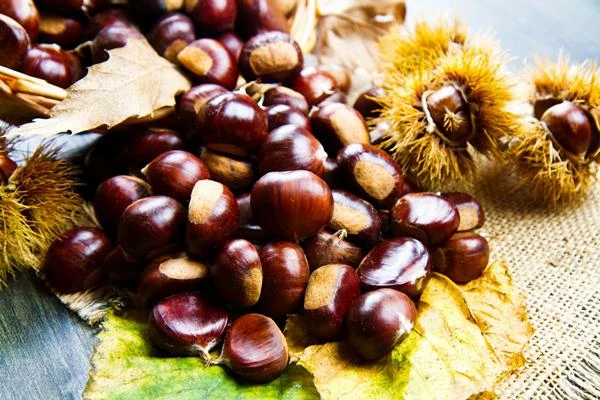 Chestnut Price in Italy Shrinks 5%, Averaging $2,721 per Ton After Two Consecutive Months of Decline