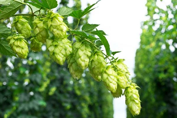 Export of Hops Hits $9.1M Low in Germany in October 2023