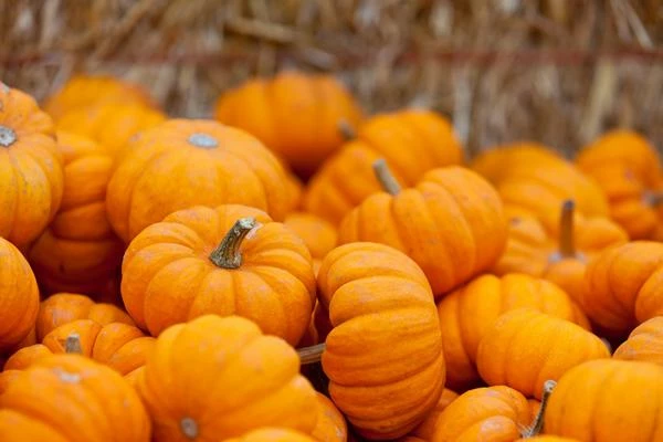 Pumpkin Price in Spain Plummets 22%, Averaging $1,271 per Ton