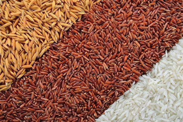Which Country Exports the Most Rice in the World?