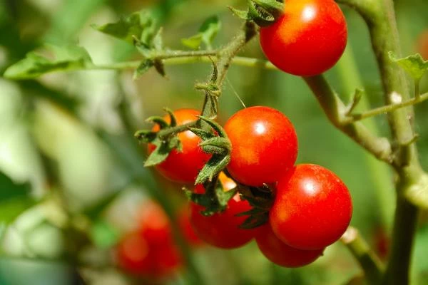 Tomato Export Soars in Mexico, Reaching $3 Billion Record in 2023