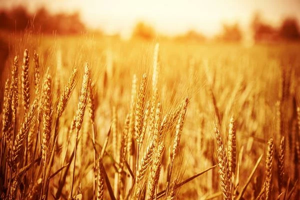 Polish Triticale Exports See Slight Dip to $195M in 2023
