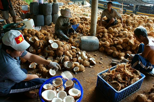 Coconut Price in China Contracts for Three Consecutive Months to $517 per Ton