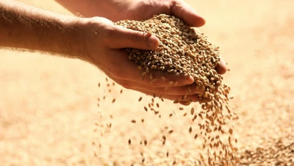 Animal Feed Exports From the Netherlands Fall 5% to $3 Billion in 2023
