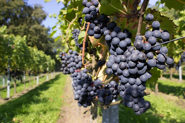 Australia's Grape Must Exports Drop to $816K in 2023