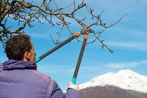 Import of Hedge Shears in Italy Sees Steep Decline to $6.7M by 2023