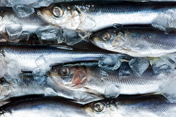Qatar's Imports of Preserved Mackerel Surge to $325,000 in 2023