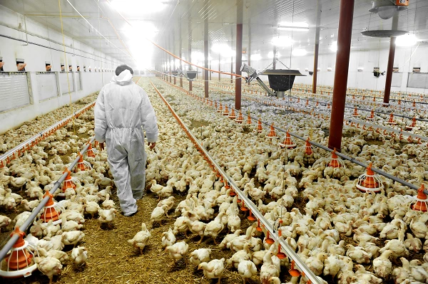 Canada Exports $21M Worth of Poultry Incubators in 2023